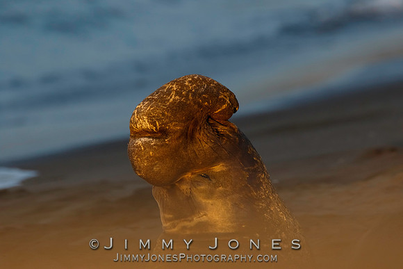 Elephant Seal ~ Beach Master