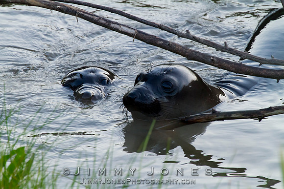 Elephant Seal Pups