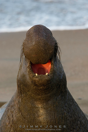 Elephant Seal