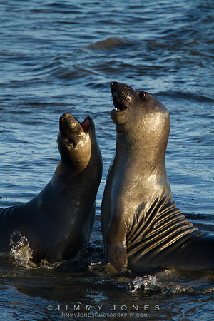 Elephant Seals