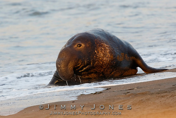 Elephant Seal