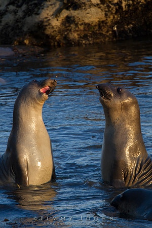 Elephant Seals