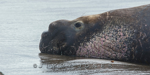 Elephant Seal ~ Beach Master