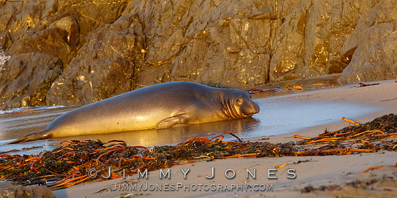 Elephant Seal