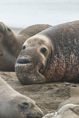 Elephant Seal ~ Beach Master