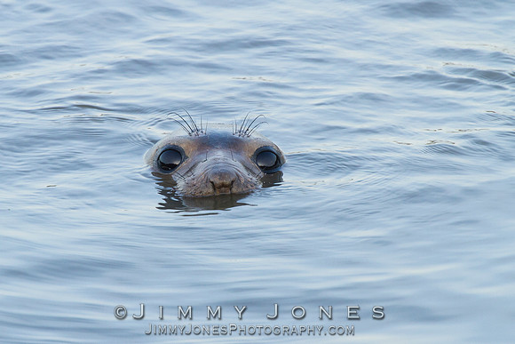 Elephant Seal Pup