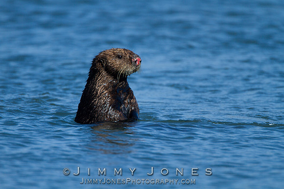Sea Otter