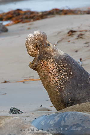 Elephant Seal ~ Beach Master