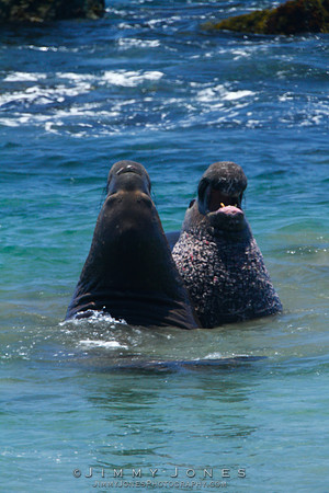 Elephant Seal ~ Beach Master
