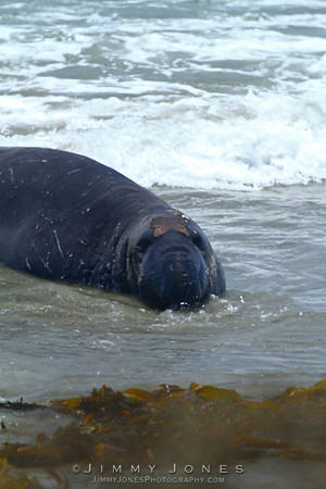 Elephant Seal