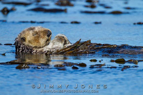 Sea Otter
