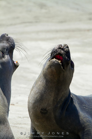 Elephant Seals