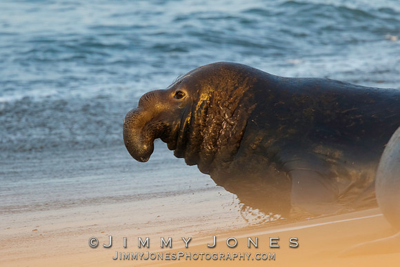 Elephant Seal