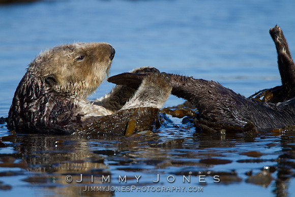 Sea Otter