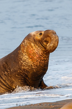 Elephant Seal ~ Beach Master