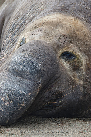 Elephant Seal ~ Beach Master