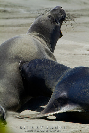 Elephant Seals