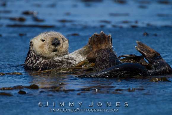 Sea Otter