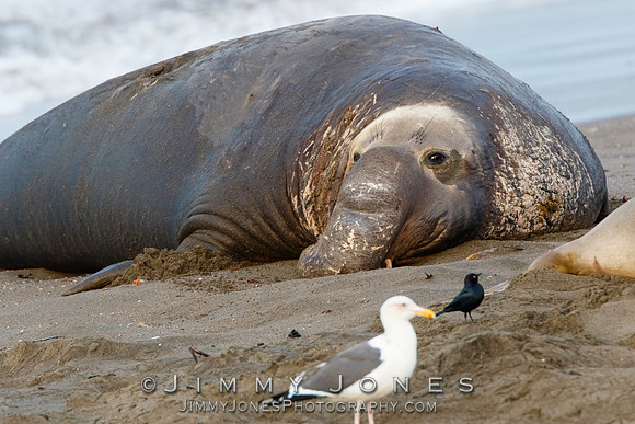 Elephant Seal ~ Beach Master