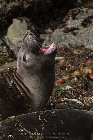 Elephant Seal
