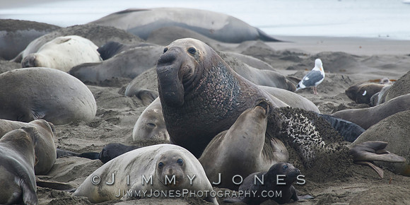 Elephant Seals