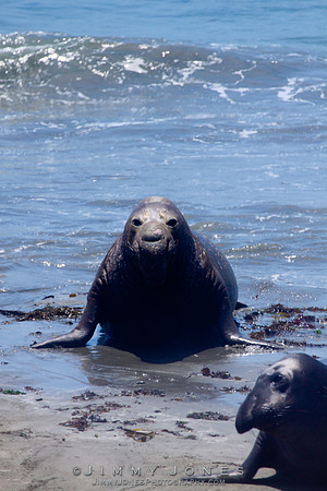 Elephant Seals