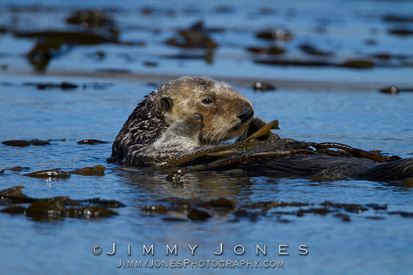 Sea Otter