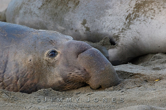 Elephant Seal
