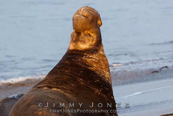 Elephant Seal ~ Beach Master