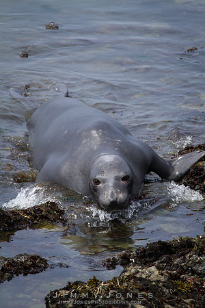 Elephant Seal Pup