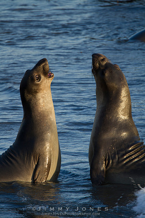 Elephant Seals
