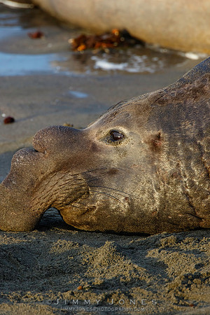 Elephant Seal ~ Beach Master
