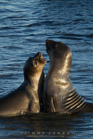Elephant Seals
