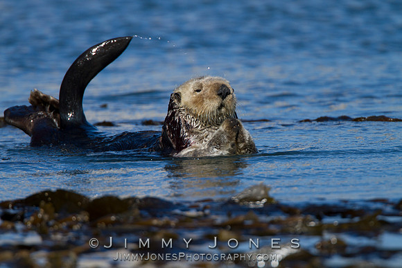 Sea Otter