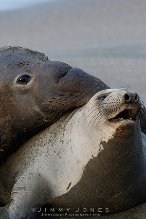 Elephant Seals