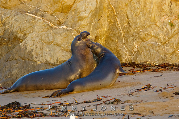 Elephant Seals