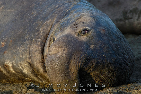 Elephant Seal