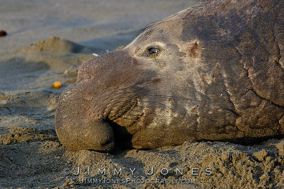 Elephant Seal ~ Beach Master