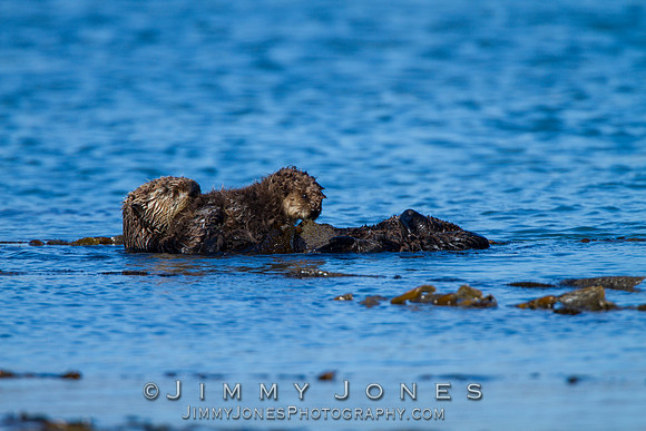 Sea Otter w/pup