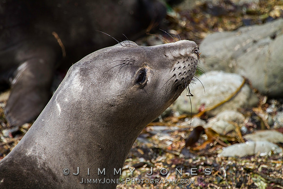Elephant Seal