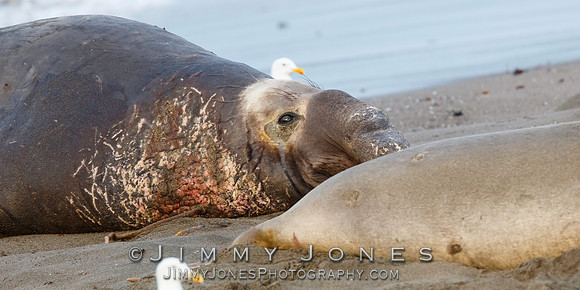 Elephant Seal ~ Beach Master