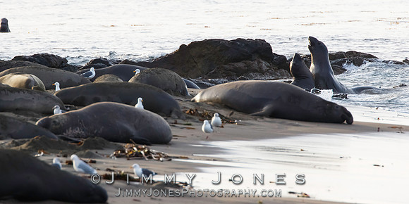 Elephant Seal