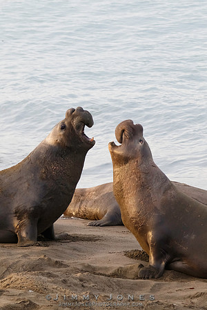 Elephant Seals
