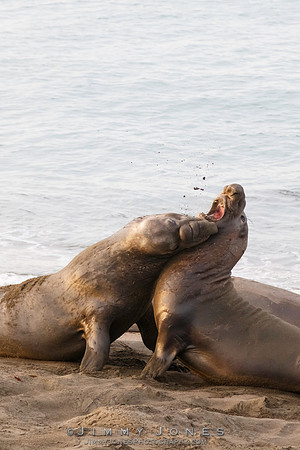 Elephant Seals