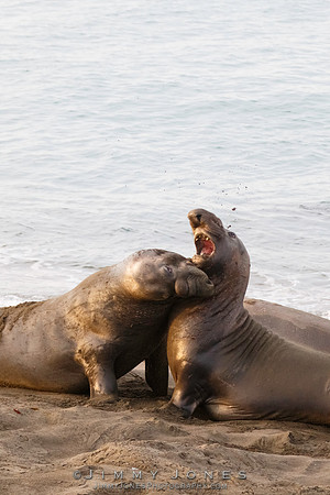 Elephant Seals