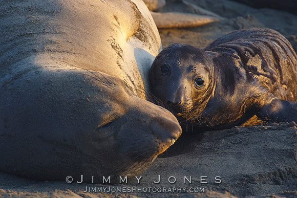 Elephant Seals