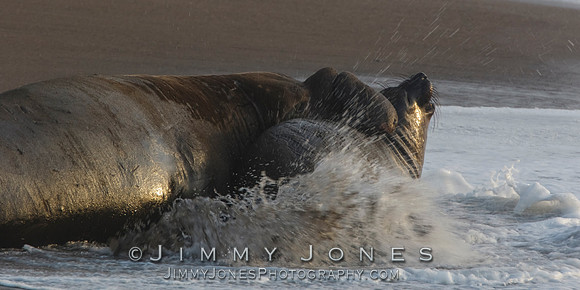 Elephant Seals