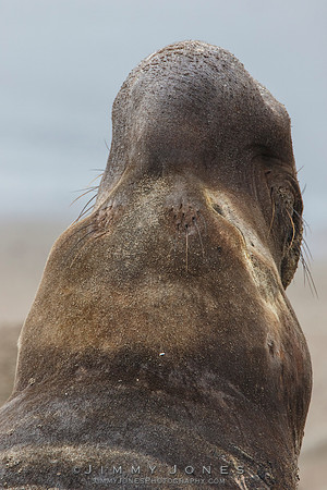 Elephant Seal ~ Beach Master