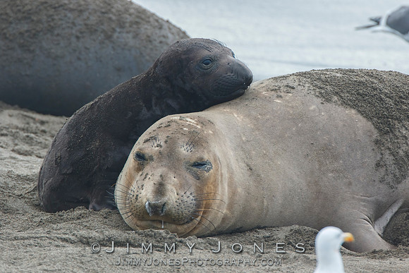 Elephant Seals