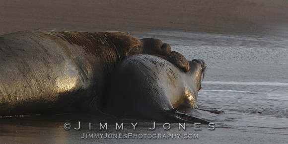 Elephant Seals